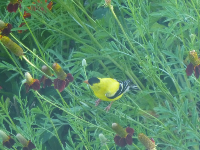 Goldfinch and Mexican hats (Ratibida columnifera)