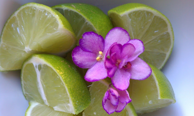 purple african violet flowers