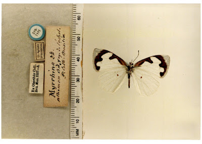 Mariposa gota de luz (Dynamine myrrhina)