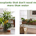 Easy care houseplants that don't need much more than water