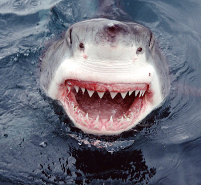 How many teeth does the Great White Shark have?