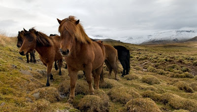 beautiful horses