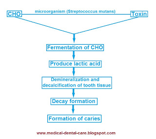 Caries Mechanism and Pathology