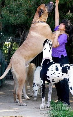 Anjing Raksasa Terbesar Terberat Terpanjang Di Dunia