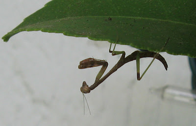 Annieinaustin, praying mantis