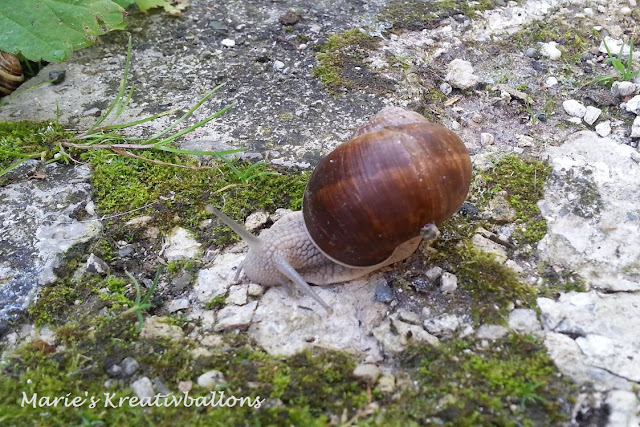 Schnecke häkeln