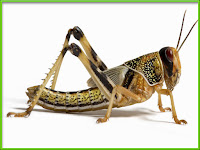 Locust images