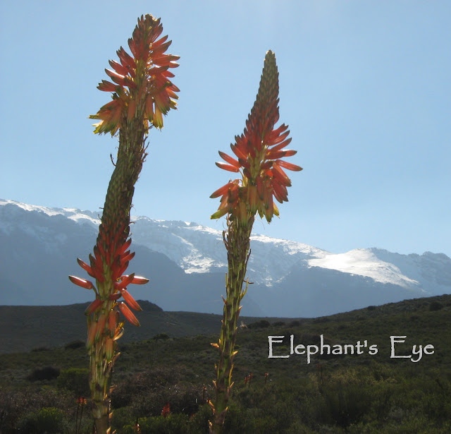 Aloes with snow in July 2008