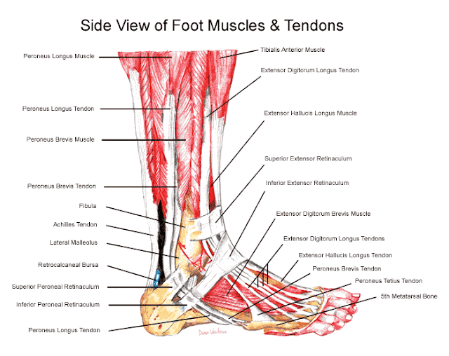 Building Better Athletes: Anatomy Lesson: The Foot and Ankle