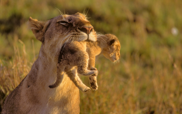 Lionesses Vs Crocodile. otherwise fierce lionesses