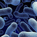 ما هي البدائيات ( البكتيريا)