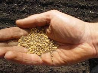 Health Benefits Of Mustard Seed