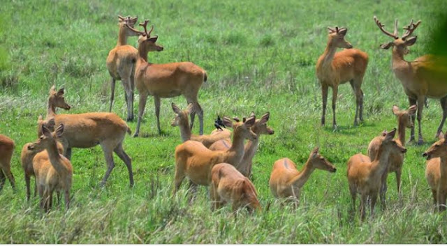 MY DAY LIFE WITH KAZIRANGA NATIONAL FOREST APRIL 16,2021