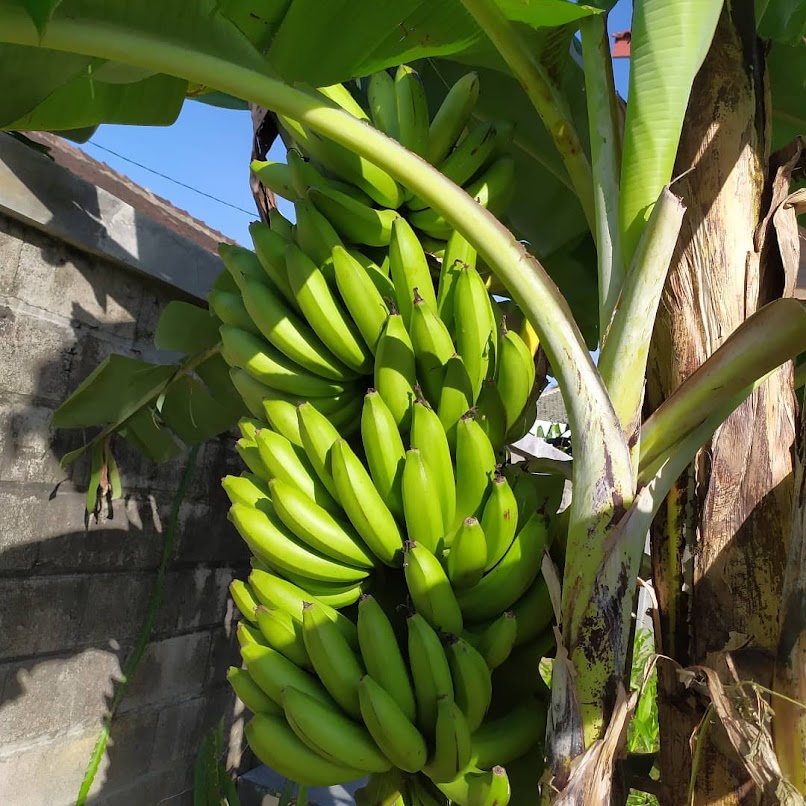 bibit tanaman buah pisang ambon cepat tumbuh jambi Padang Sidempuan
