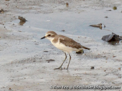 Lesser Sand Plover (Charadrius mongolus)