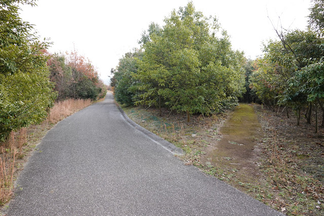 鳥取県西伯郡大山町富岡 むきばんだ史跡公園 木の実の森