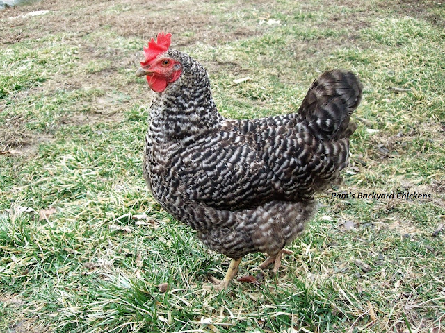 Consider adding some chicken breeds made in America to your flock. These breeds are the backbone of a hardy, productive flock.