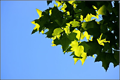 June 16, 2018 Out walking and the sky cleared for about an hour