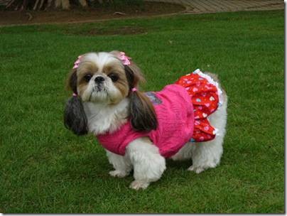 Animal cãoengraçado (9)