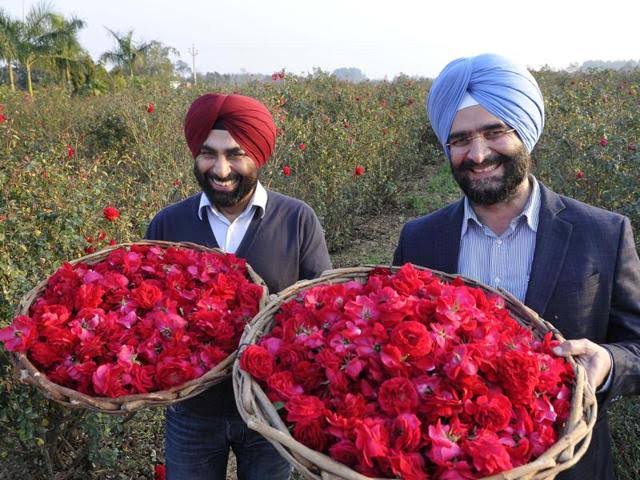 The cultivation method of indigenous roses