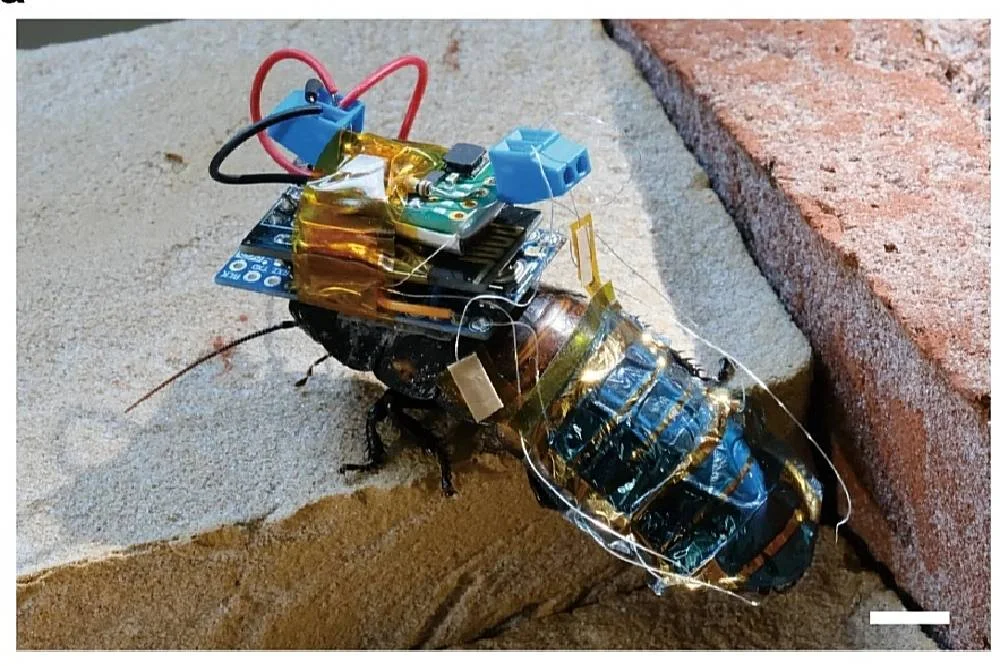 Investigadores crean un cíborg de cucaracha