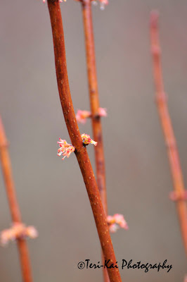 New bud on tree in the spring