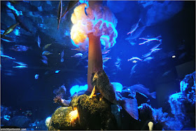 Anémona del Golfo de Maine en el Acuario de Boston