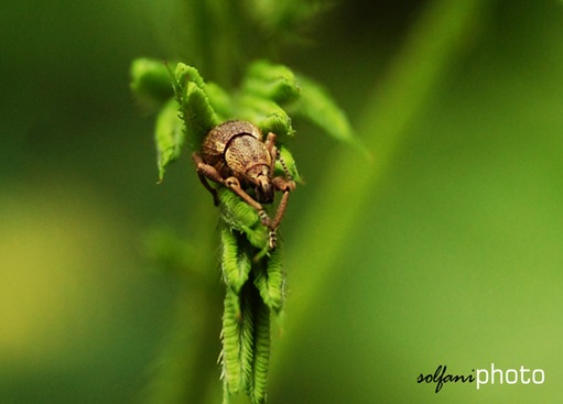 insect2