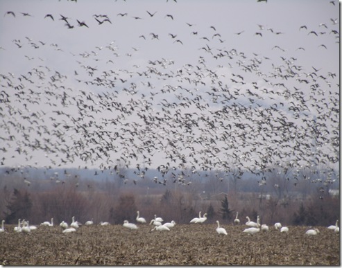 swans