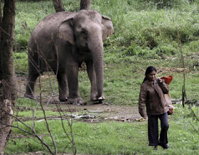 Thailand Elephant Coffee