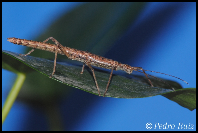 Ninfa macho L3 de Neohirasea maerens, 3 cm de longitud