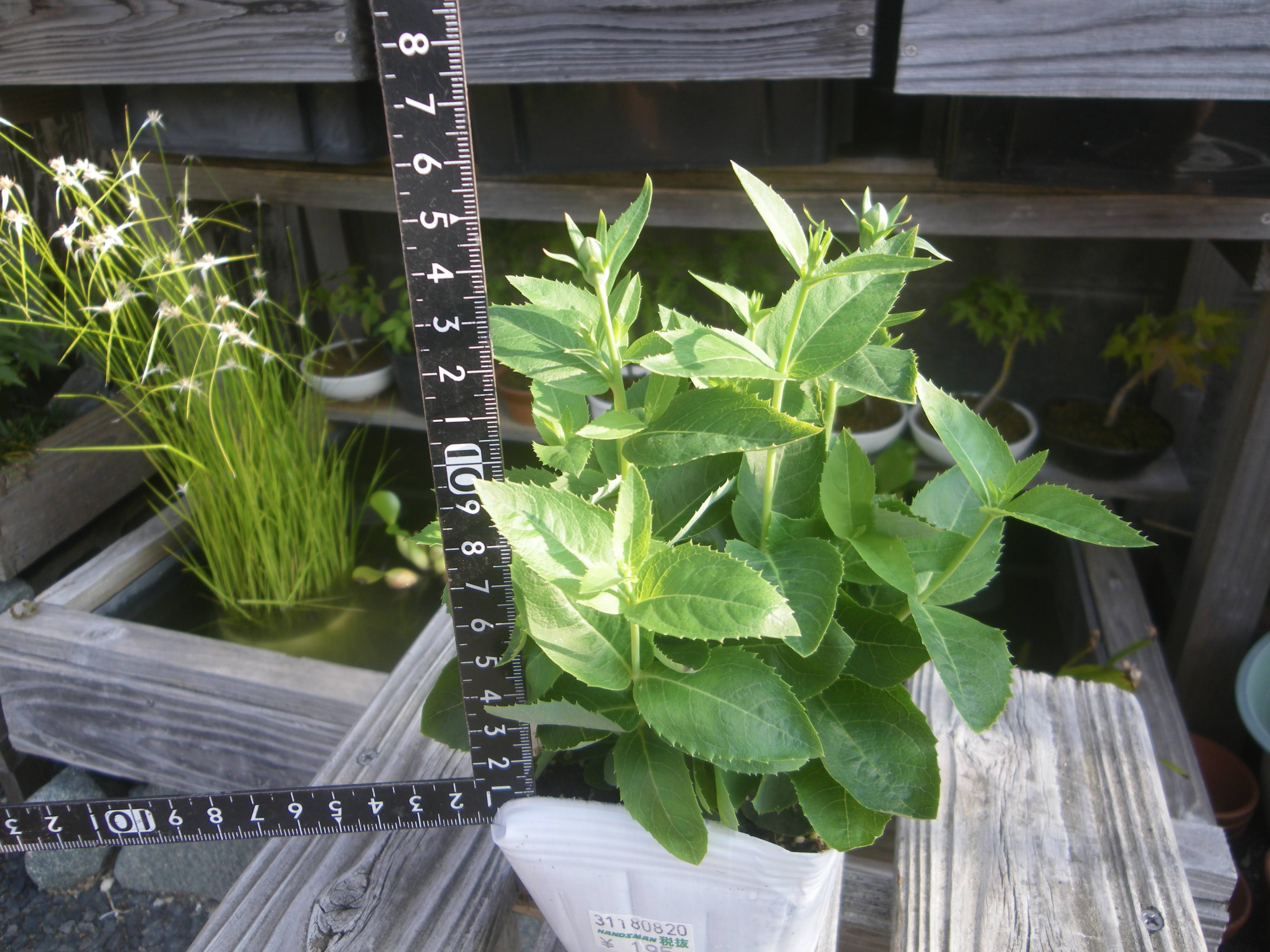 キキョウ 桔梗 の育て方 小さな鉢植えで紫色の美しい花を楽しむ メダカの大工