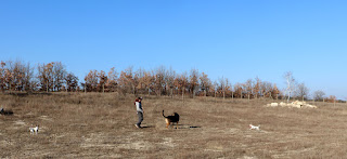 Fun time on the back bank with the puppies