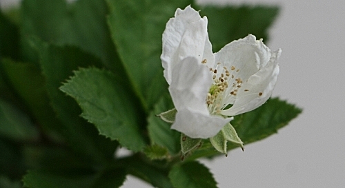 Black Cascade flower