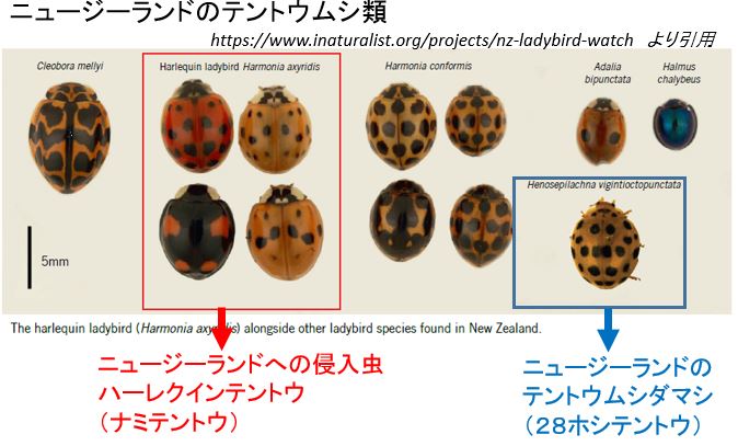 ささやかな手抜き菜園から 生物農薬としてのテントウムシ