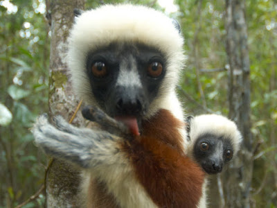 Assemelham-se aos macacos, no aspecto e nos hábitos, mas são dotados de focinho que lembra o da raposa, grandes olhos, pelo lanoso, muito macio, e cauda geralmente longa e peluda.