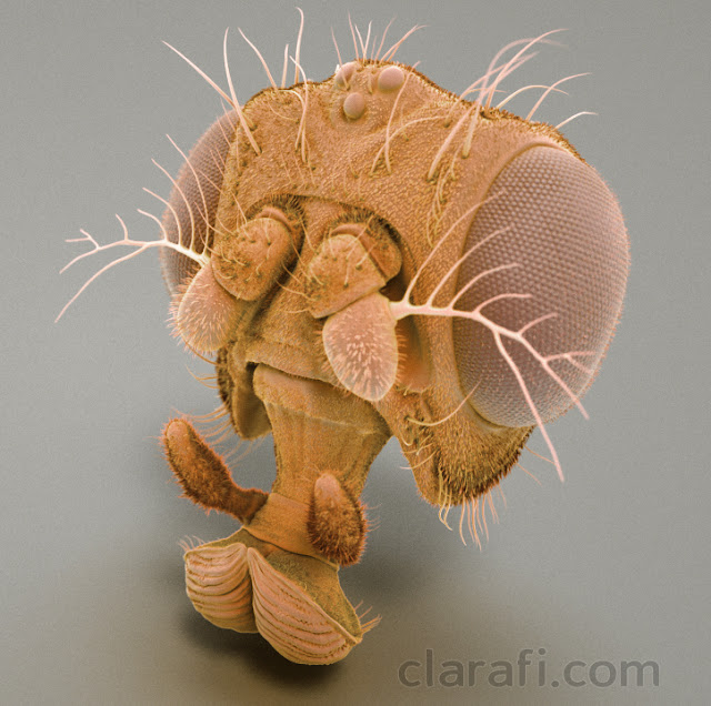 https://clarafi.com/training/intermediate-scientific-visualization-with-zbrush-drosophila-head/