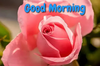 Good morning flower images free download