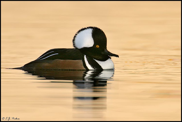 Hooded Merganser duck picture