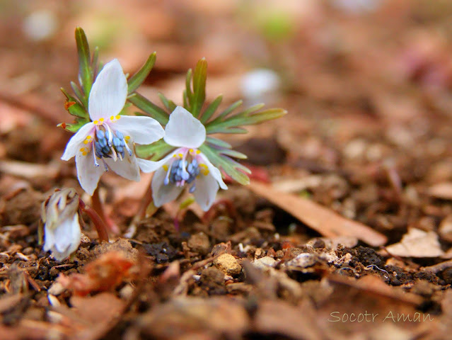 Shibateranthis pinnatifida