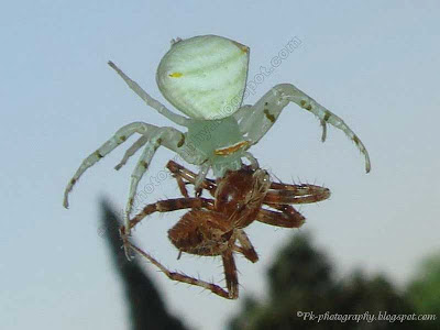 Spider Eating Spider