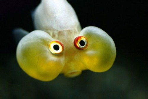 beautiful Bubble Eye Goldfish