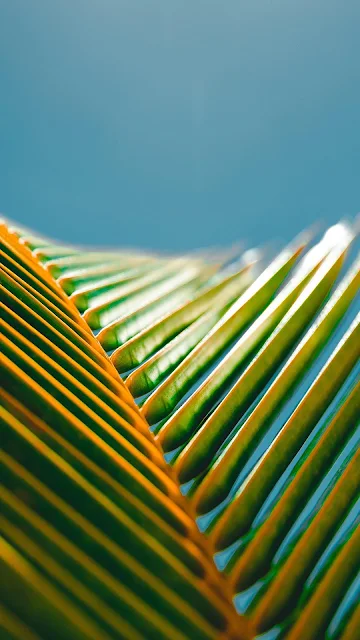 Folhas Verdes de Palmeira 