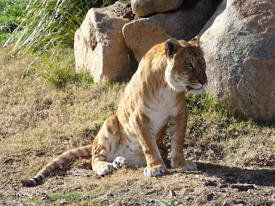 A Tigon, from a male tiger and a female lion