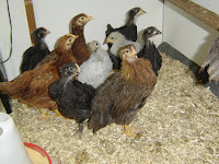 6 week old pullets with 5 weeks old pullets