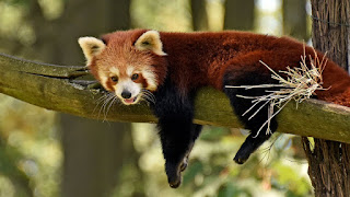 Red Panda