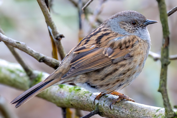 Dunnock