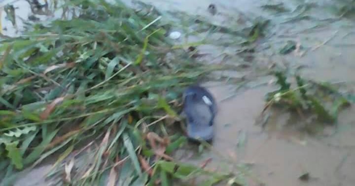 Buaya menganas Di Sungai Dit Debak  MERADONG TODAY