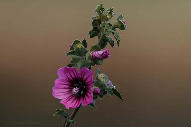 Wildflower Diep River Woodbridge Island Copyright Vernon Chalmers