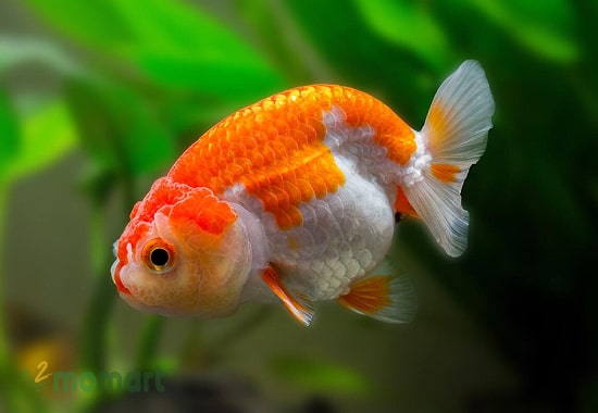 CA VANG GOLDFISH NHA TRANG 20K